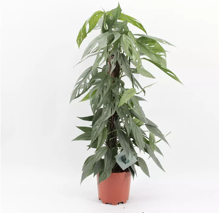 Efeutute 'Cebu Blue'