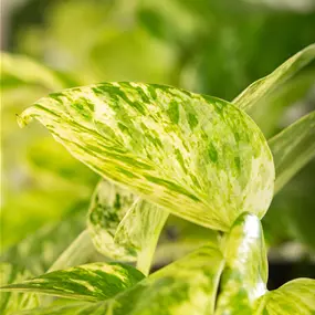 Epipremnum pinnatum 'Marble Queen' Moosstab