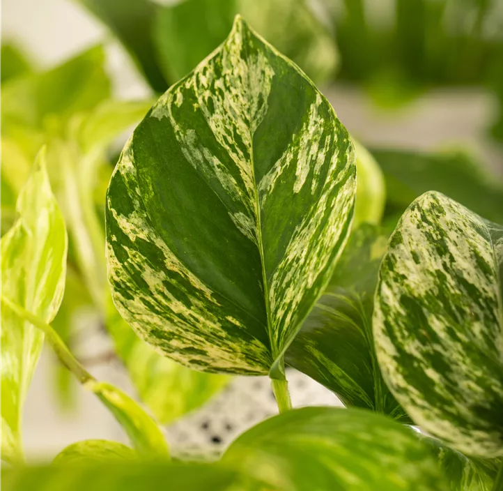 Gefleckte Efeutute 'Marble Queen'