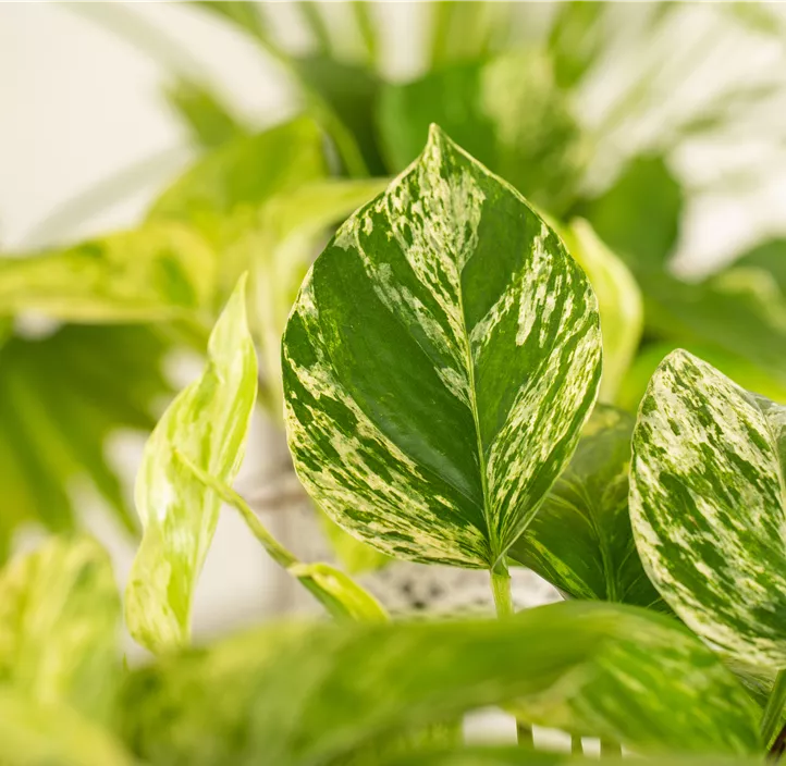 Gefleckte Efeutute 'Marble Queen'