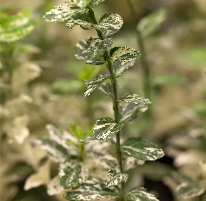 Kriechspindel 'Harlequin'