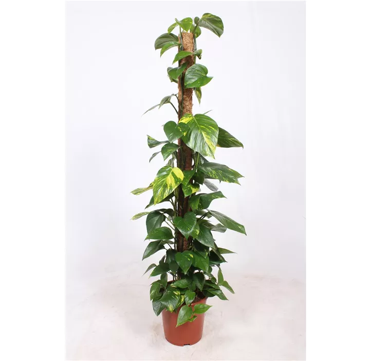 Gefleckte Efeutute 'Marble Queen'