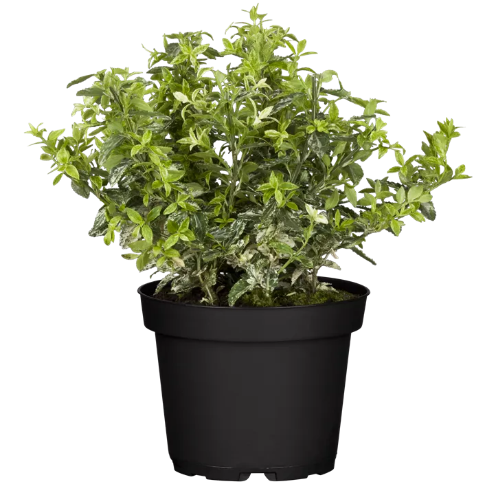 Kriechspindel 'Harlequin'