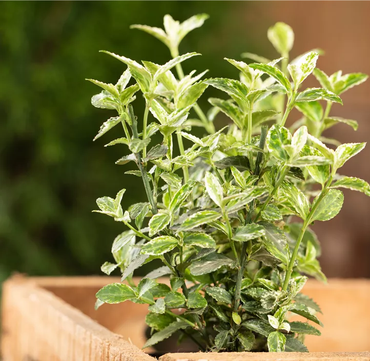 Kriechspindel 'Harlequin'