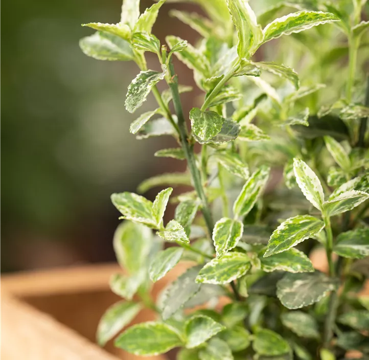 Kriechspindel 'Harlequin'