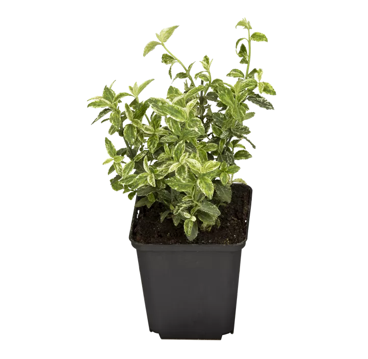 Kriechspindel 'Harlequin'