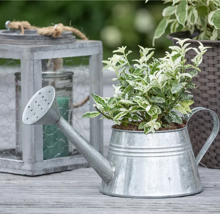 Kriechspindel 'Harlequin'