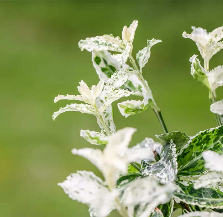 Kriechspindel 'Harlequin'