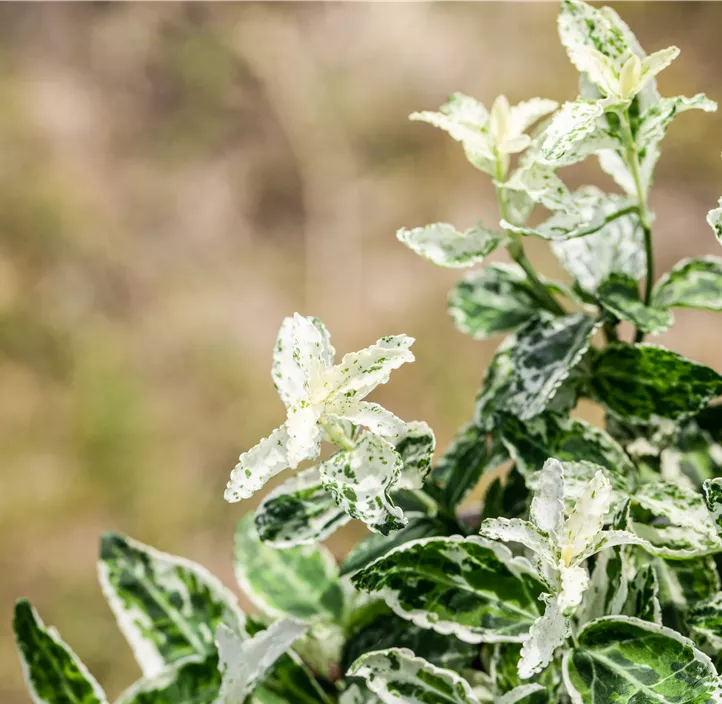 Kriechspindel 'Harlequin'