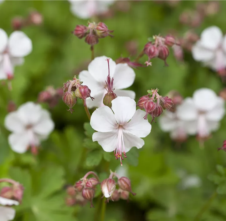 Cambridge-Bastard-Storchschnabel 'Biokovo'
