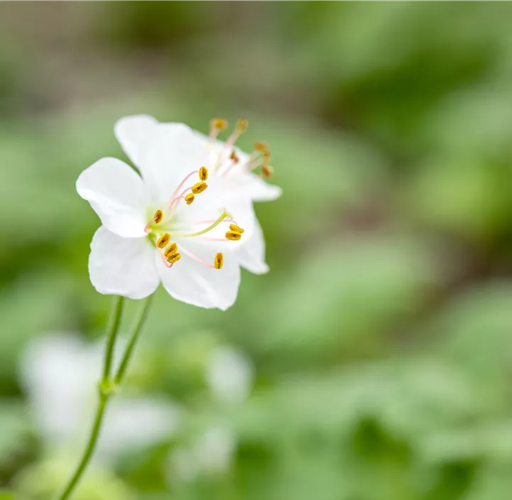 Cambridge-Bastard-Storchschnabel 'Biokovo'