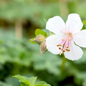 Geranium cantabrigiense Biokovo