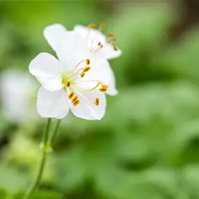 Geranium cantabrigiense Biokovo
