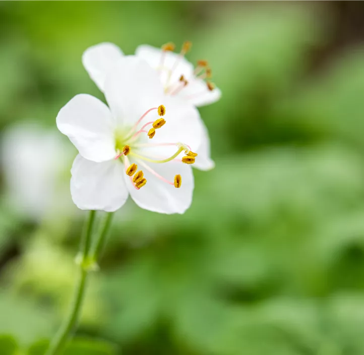 Cambridge-Bastard-Storchschnabel 'Biokovo'