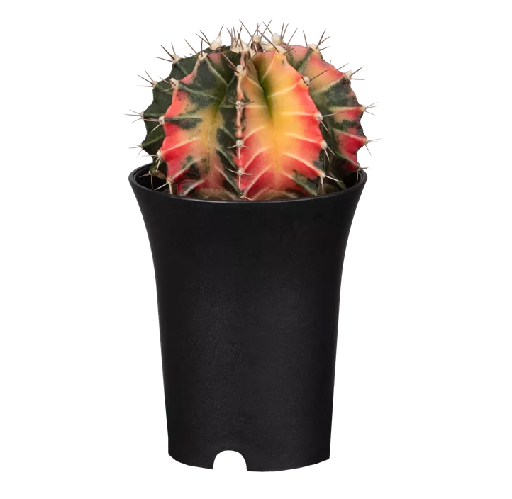 Erdbeerkaktus 'Variegata'