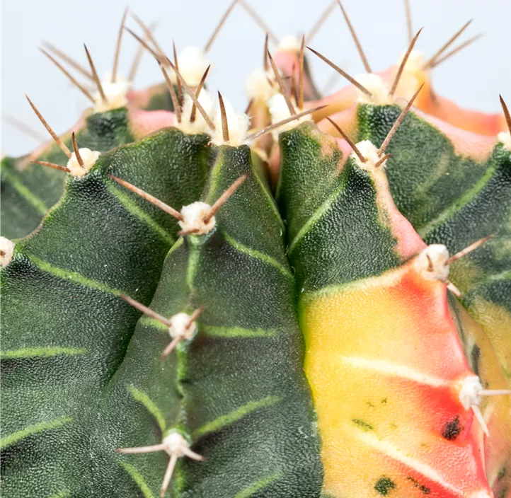 Erdbeerkaktus 'Variegata'