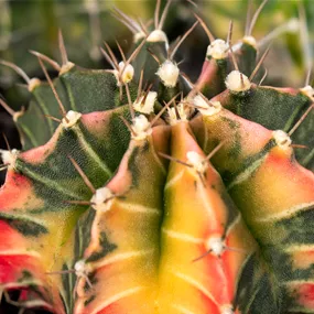 Gymnocactus Variegata