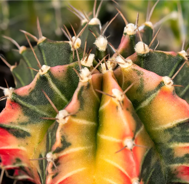 Erdbeerkaktus 'Variegata'