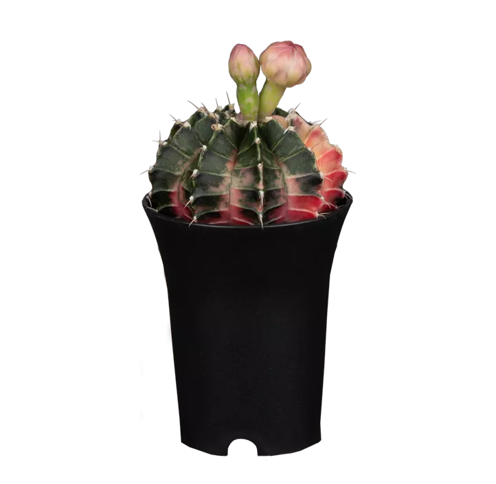 Erdbeerkaktus 'Variegata'