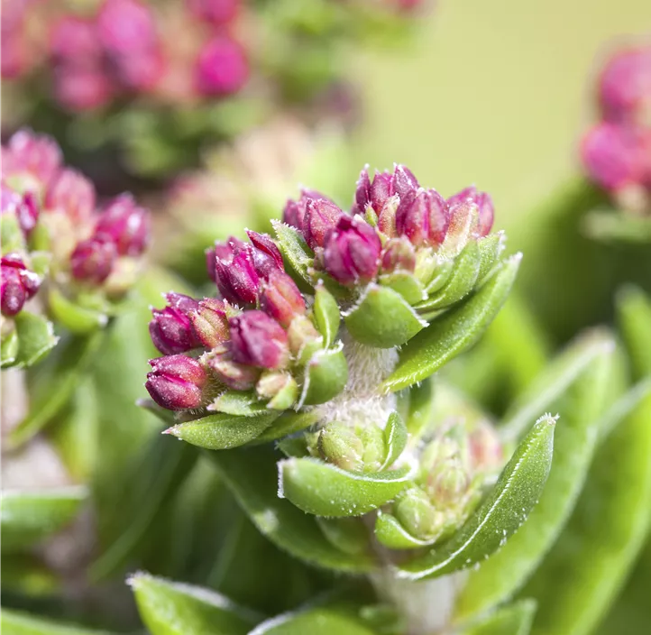 Dickblatt 'Heisser Heinz'