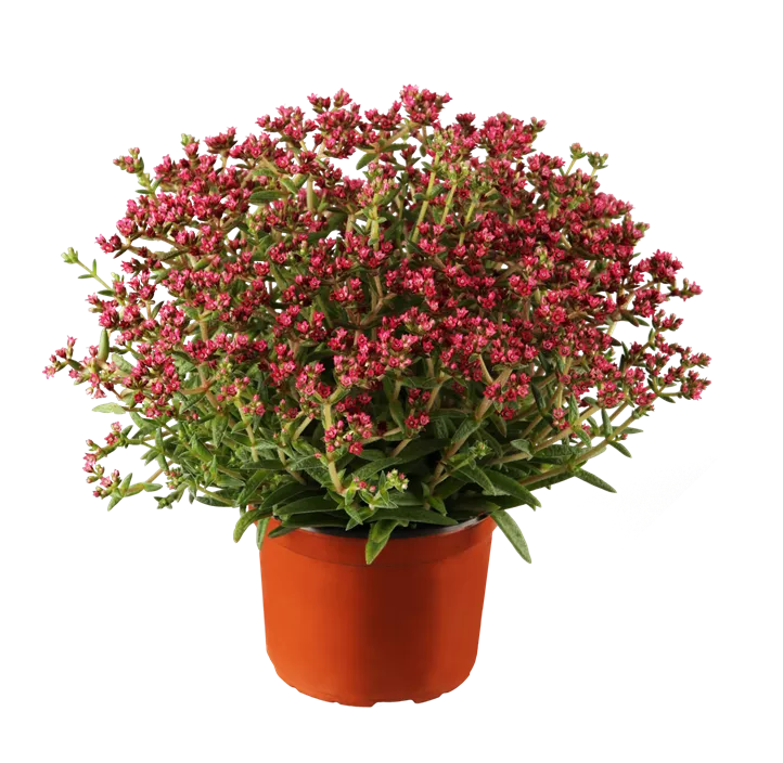 Dickblatt 'Heisser Heinz'