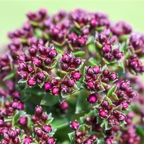 Crassula schmidtii 'Heisser Heinz'