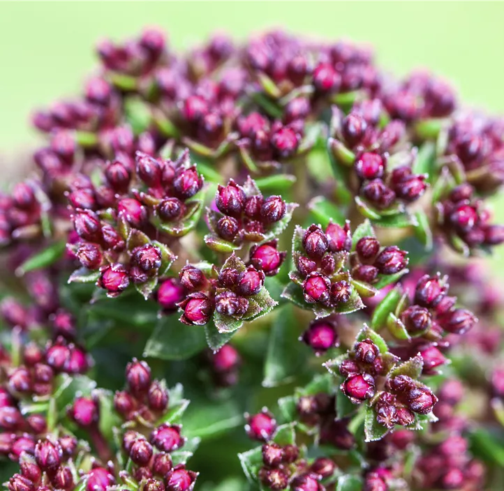 Dickblatt 'Heisser Heinz'