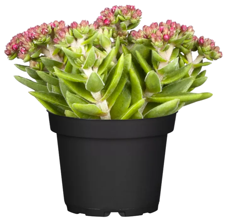 Dickblatt 'Heisser Heinz'