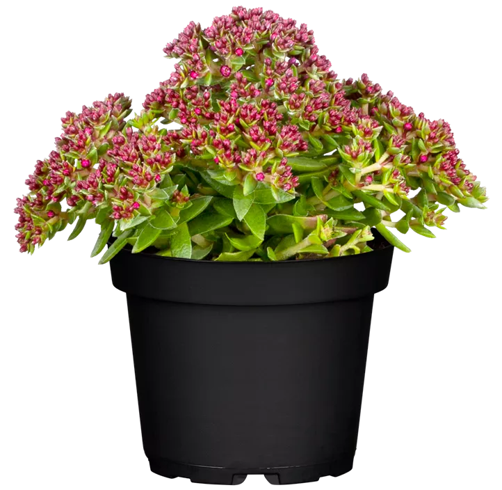 Dickblatt 'Heisser Heinz'