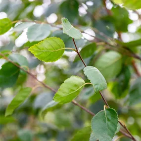 Betula utilis Jacquemontii