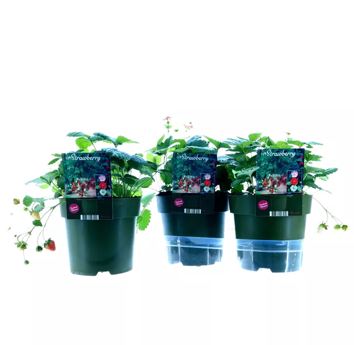 Dreifärbige Erdbeere weiß-rot-rosa