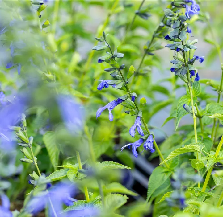 Ziersalbei 'Salgoon'