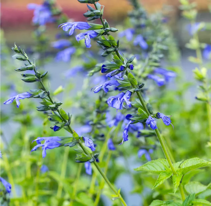 Ziersalbei 'Salgoon'