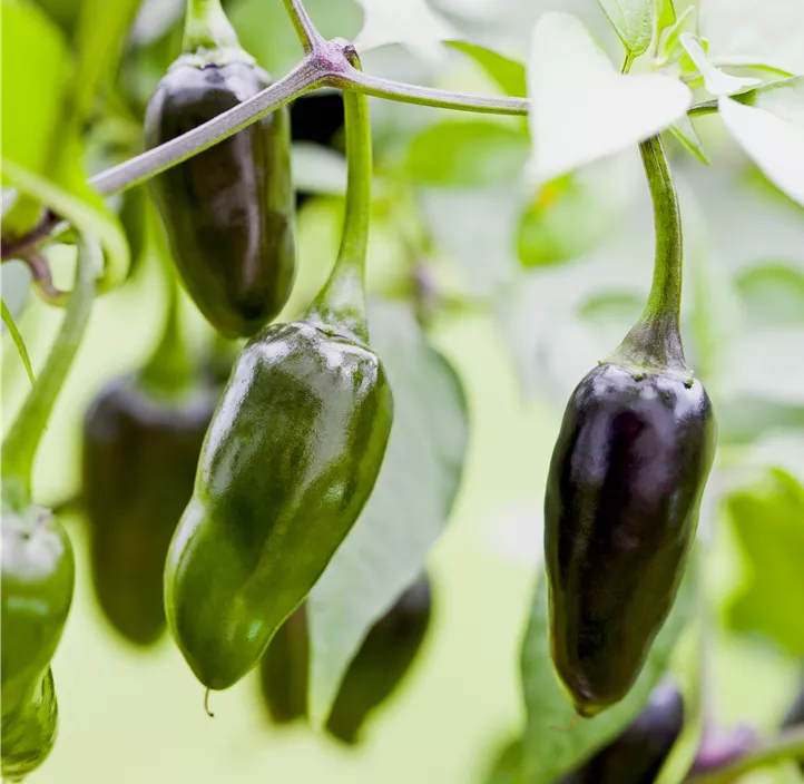 Mini-Paprika 'Schoko'