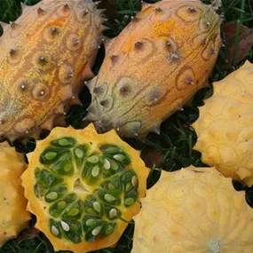 Cucumis metuliferus Kiwano
