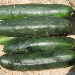 Cucumis sativus Market More Feldgurke
