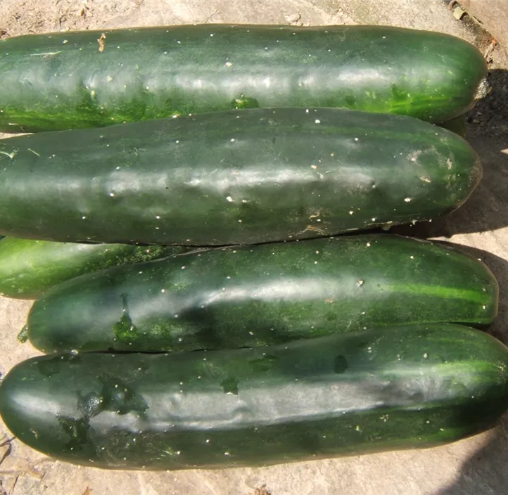 Gurke 'Marketmore'