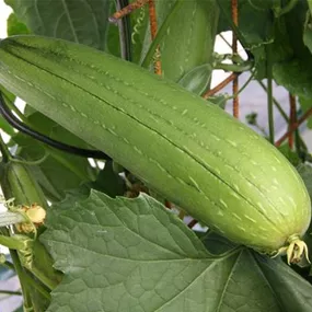 Luffa aegyptica Luffagurke