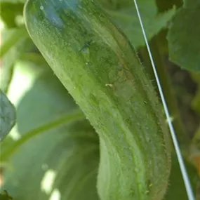 Cucumis sativus Senfgurke Travito