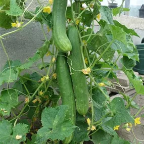 Cucumis sativus 'Tanja'