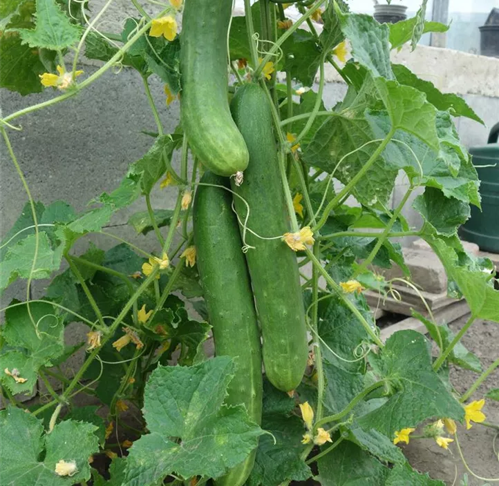 Schlangengurke Tanja