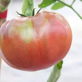 Lycopersicon Sari Tomate lila