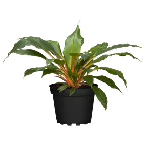Chlorophytum comosum Green Orange