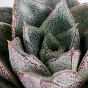 Echeveria purpurosum