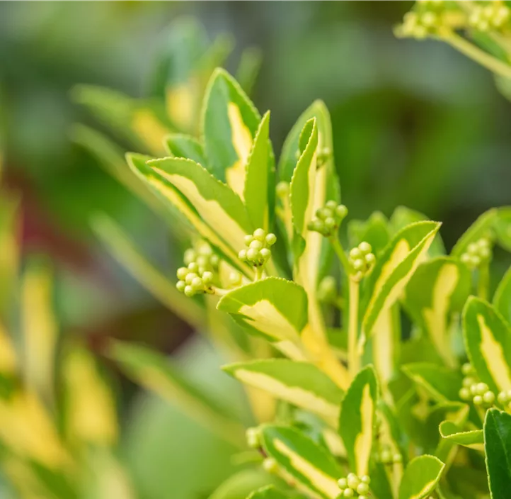 Gelbbunte Japanspindel 'Aureopictus'