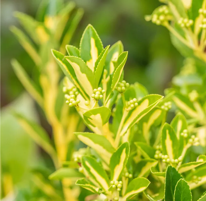 Gelbbunte Japanspindel 'Aureopictus'