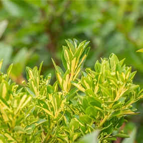 Euonymus Aureopictus Wolkenform