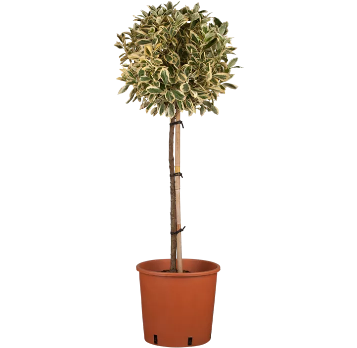 Japanspindel 'Bravo'