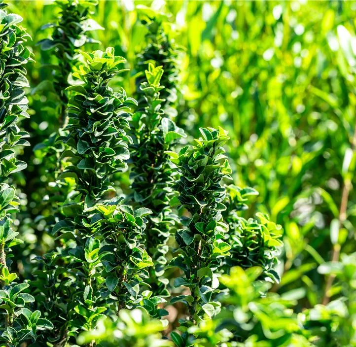 Japanspindel 'Benkomasaki'