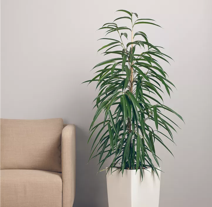 Schmalblättrige Birkenfeige 'Alii'